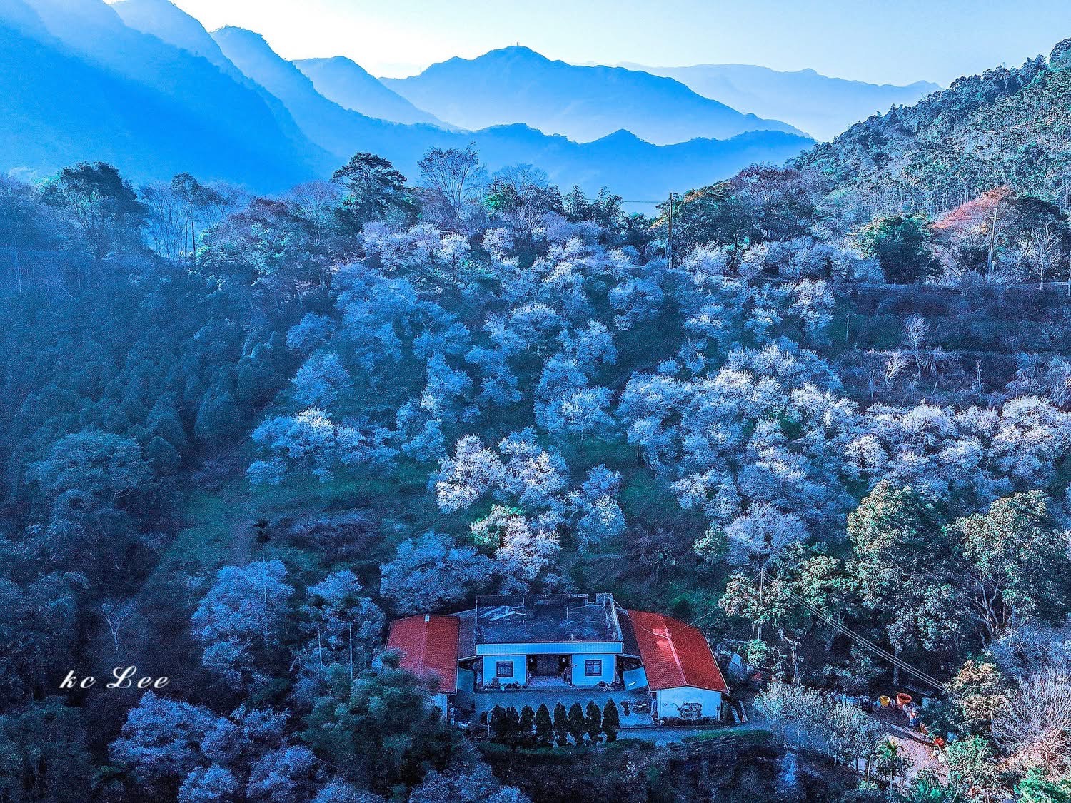 九份二山山坡上的梅園與九尖茶廠